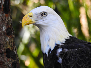 Bald Eagle in Profile