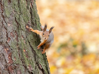 Naklejka na ściany i meble Euroasian red squirrel. Eurasian red squirrel (Sciurus vulgaris) is a species of tree squirrel in the genus Sciurus common throughout Eurasia. Red squirrel in autumn entourage