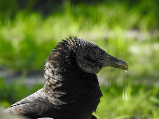 Black Vulture in Profile
