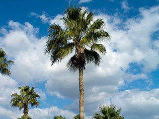 Obraz premium Palm trees in front of cloudy sky