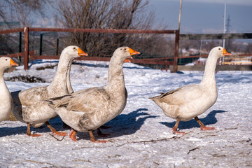 geese and winter