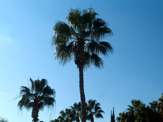 Fototapeta na wymiar palm trees in front of blue sky, back lit