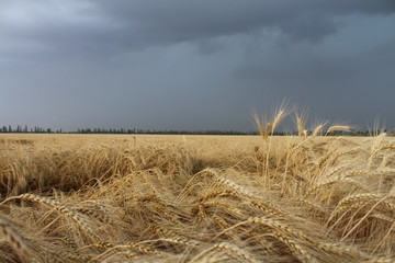 Fototapeta na wymiar Beautiful harvest of wheat against the dark sky