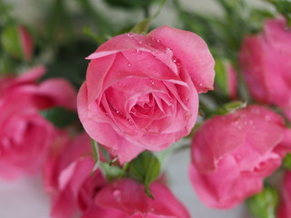 Rose flower pink with water dropsin 