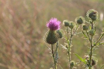 Beautiful prickly flowers of a bush