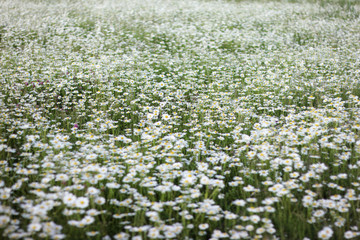 a large field of daisies. background with white flowers