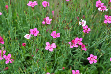 Fototapeta premium Carnation garden blooms in the open ground
