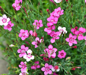Carnation garden blooms in the open ground