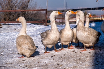 group of geese