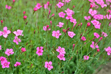 Carnation garden blooms in the open ground