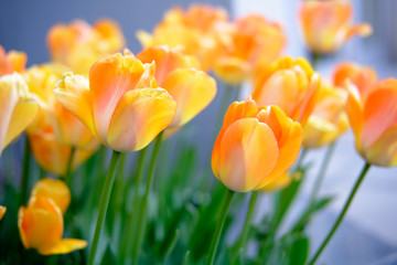 Obraz premium Northern Spring