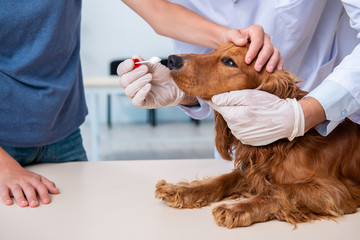 Vet doctor examining golden retriever dog in clinic