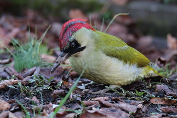 specht,bird, vogel,wald,park, wild