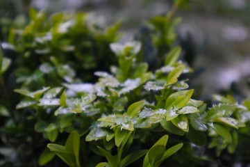 Buxus sempervirens under the snow.