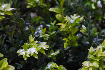 Buxus sempervirens under the snow.