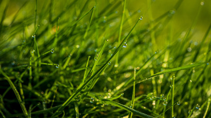 Drops of morning dew in the grass
