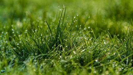 Drops of morning dew in the grass