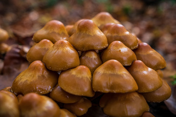 A forest mushroom on a tree trunk