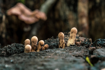 A forest mushroom on a tree trunk