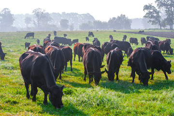 Summer morning in the pasture. A herd of black Aberdeen Angus cows graze on green grass. Sometimes also call simply Angus, is a Scottish breed of small beef cattle. - obrazy, fototapety, plakaty