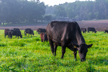 Summer morning in the pasture. A herd of black Aberdeen Angus cows graze on green grass. Sometimes...