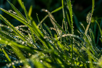 Drops of morning dew in the grass