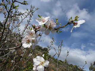 Mandorlo in fiore