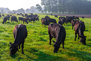 Summer morning in the pasture. A herd of black Aberdeen Angus cows graze on green grass. Sometimes also call simply Angus, is a Scottish breed of small beef cattle. - obrazy, fototapety, plakaty