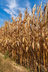 Corn in a dried up field