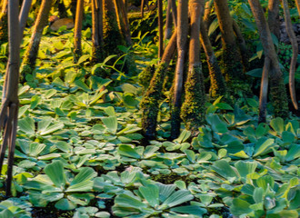exotic water plants