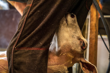 A sheep held between the legs of a shearer