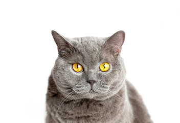 Gray british cat sits and looking at the camera on a white background.