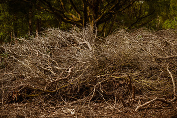Tree branches of felled trees without leaves in a forest