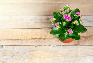 Pink Kalanchoe flowers in a pot on a wooden background