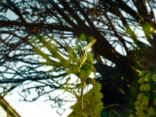OLYMPUS DIGITAL CAMERA - GARDEN
