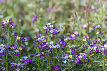 purple flowers in the garden