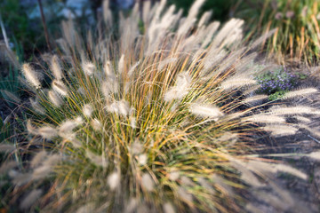 dry grass in the spring 