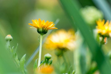 yellow flower in grass