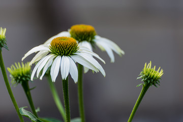 daisy in grass
