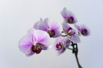 Phalaenopsis, Orchid, Close up purple-white orchids flower on branch isolated on white background