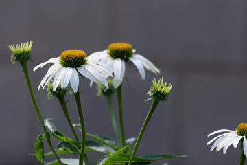 daisies on white background