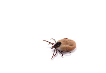 health danger - disease-carrier ticks