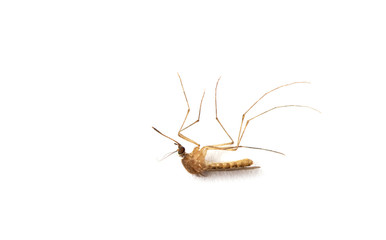 Dead Mosquito isolated on white background