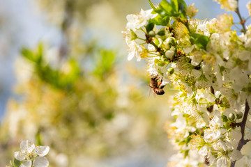 Bee posing in white flower