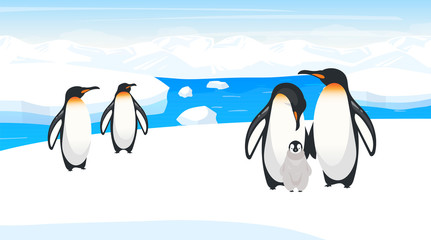 Obraz premium South pole wildlife flat vector illustration. Emperor penguins breed on snow hill. Polar bird species colony in natural habitance. Snow wilderness. Iceland environment. Animal cartoon characters