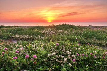 Field with flowes on the seaside