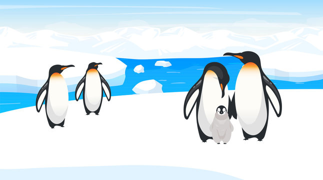 South pole wildlife flat vector illustration. Emperor penguins breed on snow hill. Polar bird species colony in natural habitance. Snow wilderness. Iceland environment. Animal cartoon characters