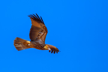 Wedge-tailed eagle, Aquila audax, is Australia's largest bird of prey, flies in the ble sky. Desert...