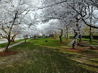 The view of white cherry blossom flowering trees at Brandywine Park, Wilmington, Delaware, U.S.A