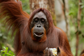 Naklejka premium Wild Orang Utan in the jungle of Bormeo enjoying a fruit
